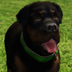 GTA V Dog  logo