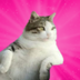 Tombili the Fat Cat logo