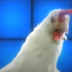 J.Geco Chicken Song logo