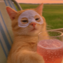 chillcat