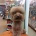 New IRL Minecraft Dog logo