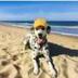 GEMINI AI DOG REAL NAME logo