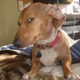 Suspicious Sideeye Dog logo
