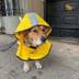 Simon for NYC Dog Mayor logo