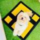 BINANCE DOG logo