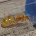 Giant Golden Honeypot logo