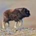 baby Muskox logo