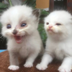 Two Cats logo