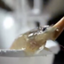 Chinese Shrimp Bath logo