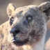 Oldest Lion Alive logo