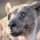 Oldest Lion Alive logo