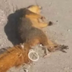 RAPED SQUIRL logo