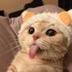 Tongue Cat logo