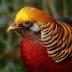 GoldenPheasant logo