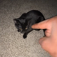 The Evil Kitty logo