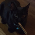 THIS CAT WILL SMOKE ALL VAMPS logo