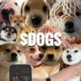 DOGS