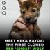 First Cloned Red Wolf logo