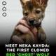 First Cloned Red Wolf logo