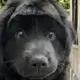 Low Taper Doggo logo