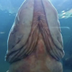 The Penis Fish logo