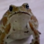 Piyo