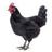 NIGGERCOCK