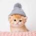 Kitten Wif Hat logo