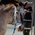 BORDER PATROL HORSE logo