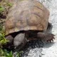 NASA TURTLEA logo