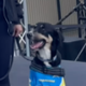 NEW NFL DOGGY DRAFT MASCOT logo