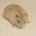 official crypto hamster racing logo