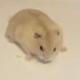 official crypto hamster racing logo