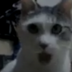 Cat logo