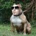 Pitbull as a pitbull logo