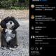 Elons new dog logo