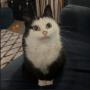 MAUMAU