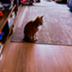 Ansem's Cat logo