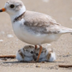 Plover logo