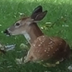 Deer Seized by US Government logo