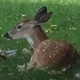 Deer Seized by US Government logo