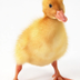 duck logo