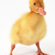 duck logo