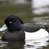 EXTINCT DUCK SPOTTED logo