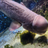 cock fish