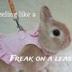 FREAK ON A LEASH logo