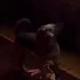 SUPERMAN DIRECTORS NEW DOG logo