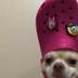 Chihuahua wif crok logo