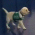 THE MAVS NEW PUPPY logo