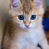 Baby Hosico logo
